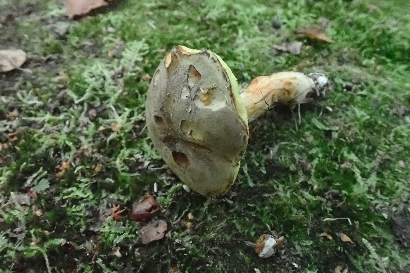 Photo © Penny Cullington Xerocomus ferrugineus by Penny Cullington